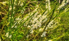 Struthiola dodecandra