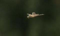 Anax ephippiger