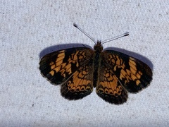 Phyciodes