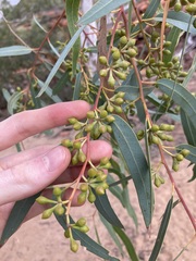 Eucalyptus camaldulensis arida