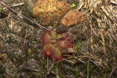 Drosera trinervia