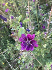 Malva sylvestris mauritiana