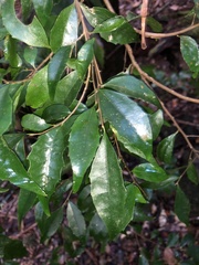 Symplocos baeuerlenii