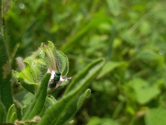 Pithitis