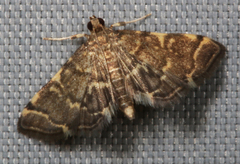 Anageshna primordialis