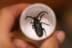 Prionus coriarius
