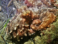 Callistoctopus ornatus