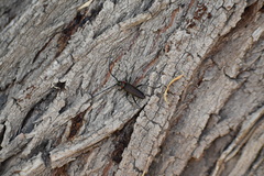 Aromia moschata ambrosiaca
