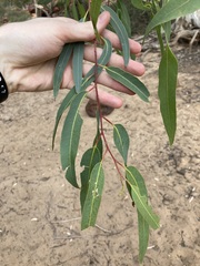 Eucalyptus camaldulensis arida