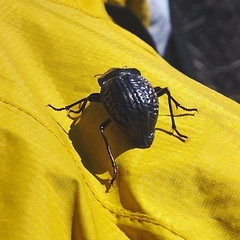 Nyctelia