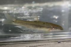 Rhinichthys cataractae