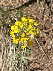 Erysimum