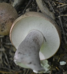 Tylopilus