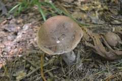 Tylopilus