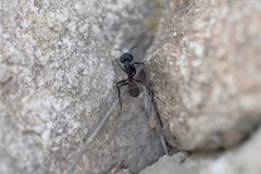 Camponotus cruentatus
