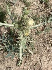 Cirsium canescens