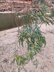 Eucalyptus camaldulensis arida