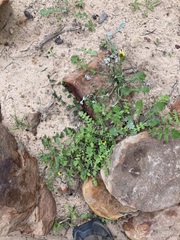 Arctotheca calendula