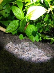 Nyctemera lacticinia