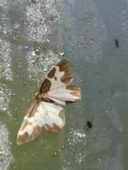 Lomaspilis marginata