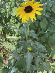 Helianthus petiolaris