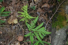 Sceptridium dissectum