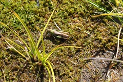 Gomphocerus sibiricus