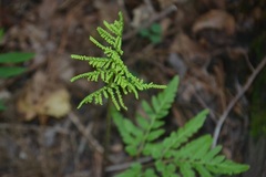 Sceptridium dissectum