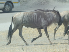 Connochaetes taurinus albojubatus