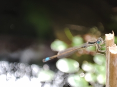 Ischnura
