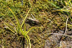 Gomphocerus sibiricus