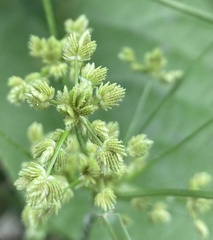 Cyperus surinamensis