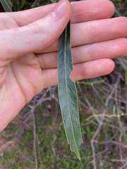 Acacia saligna