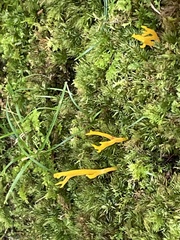 Calocera