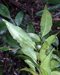 Symplocos baeuerlenii