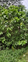 Premna serratifolia