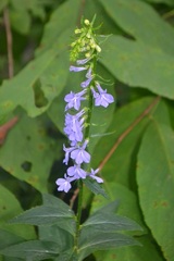 Lobelia amoena
