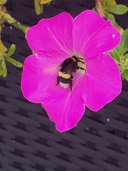 Bombus terrestris
