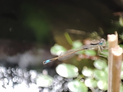 Ischnura