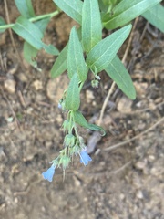 Mertensia lanceolata