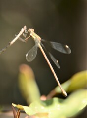 Lestes virgatus