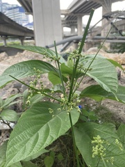 Cyperus surinamensis