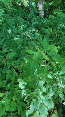 Cryptotaenia canadensis