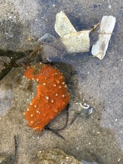 Clathria prolifera