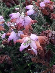 Erica ciliaris