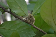 Phylloporia amplectens