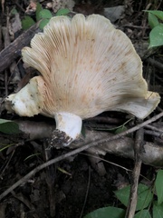 Lactarius psammicola