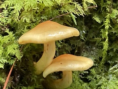 Limacella