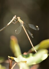 Lestes virgatus