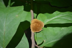 Phylloporia amplectens